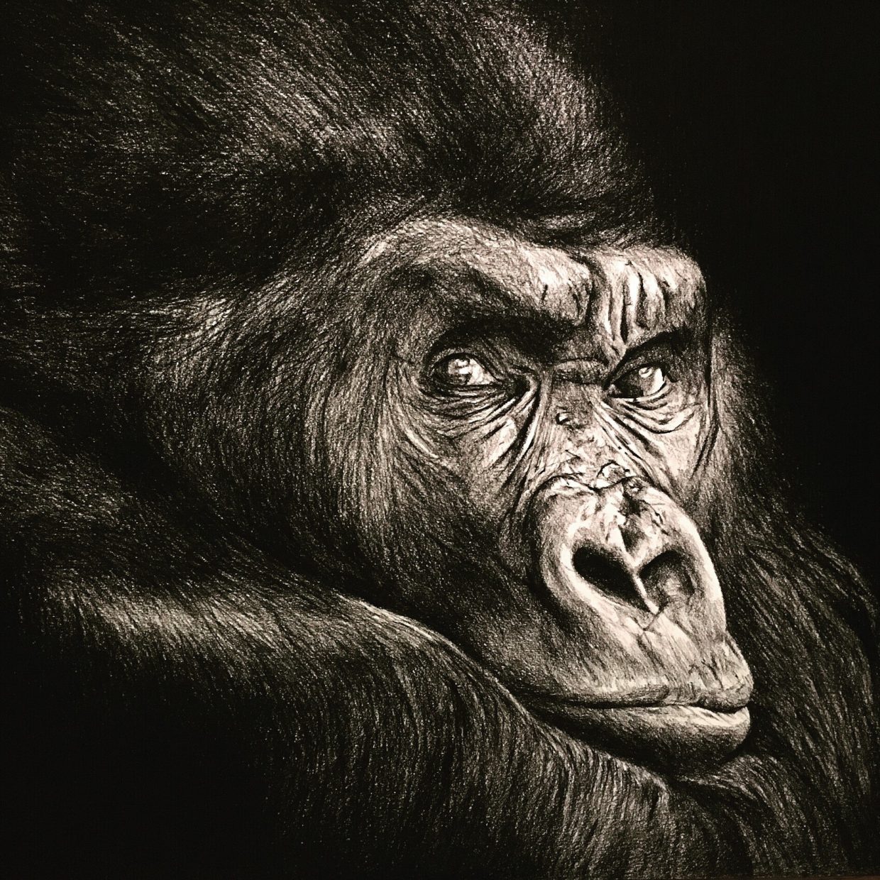 Damien Paccalin - Dessinateur