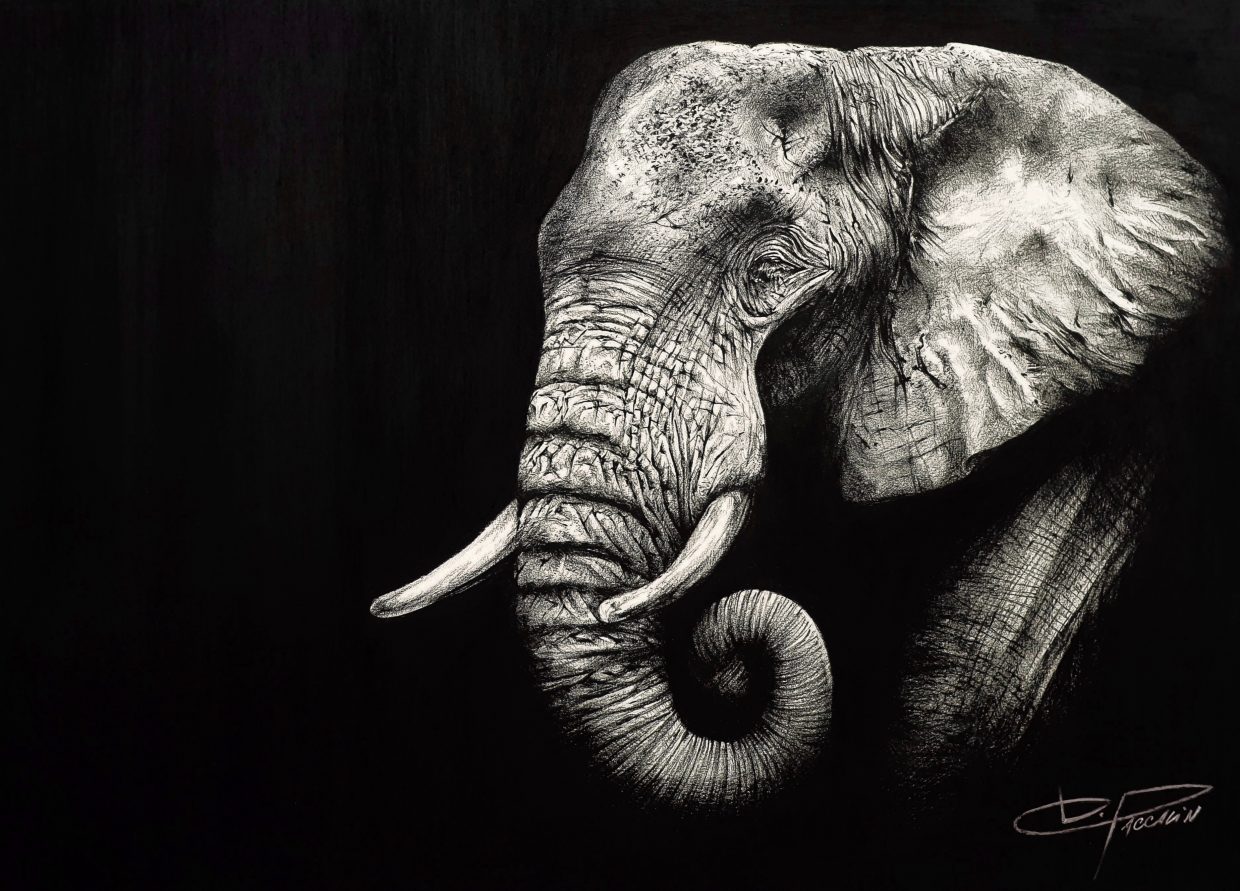 Damien PACCALIN - Le solitaire