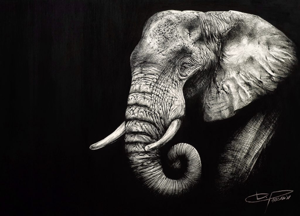 Damien PACCALIN - Le solitaire